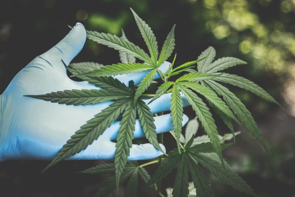 Gloved hand holding cannabis plant